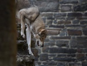 Saarlooswolfhonden - Daya - Lias van Hoof - (c) Loki Lapinkoira