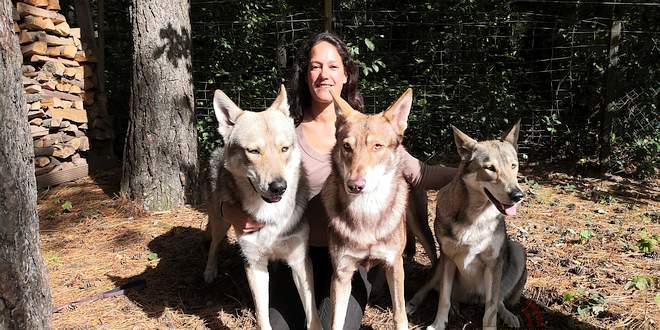 Saarlooswolfhonden van Lisa van Hoof