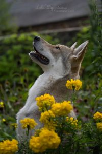 Saarlooswolfshond - Kerberos - Lias van Hoof - (c) Loki Lapinkoira