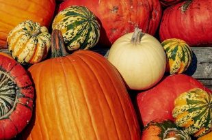 September dit moet je deze maand in de tuin doen