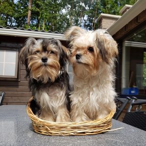 Vergiftigde honden in Woonbos Essen - Noordernieuws.be 2019 - HDB_8191