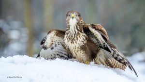 102 Hobby Fotografie - Karel De Blick - Natuurfotograaf - Vogelfotografie - Noordernieuws.be - buizerd