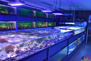 103 Francis Brouwers - Specialist zoetwater en zoutwater aquarium - Roosendaal - (c) Noordernieuws.be 2019 - HDB_8884