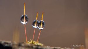 103 Hobby Fotografie - Karel De Blick - Natuurfotograaf - Vogelfotografie - Noordernieuws.be - dauwdruppels