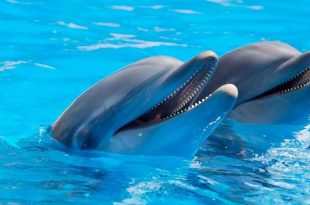 Expedia Group profiteert van wrede dolfijnenattracties