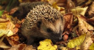 Oktober dit moet je deze maand in de tuin doen