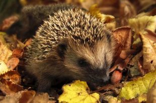 Oktober dit moet je deze maand in de tuin doen