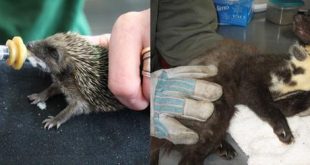 Vogelopvangcentra helpen steeds meer dieren