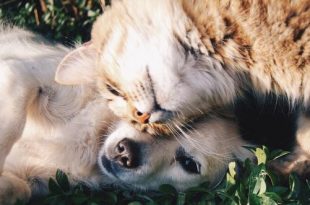 Werelddierendag, maar niet voor de slachtoffers van dierenbeulen