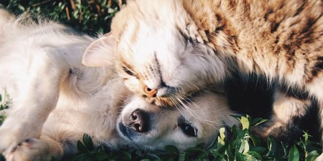 Werelddierendag, maar niet voor de slachtoffers van dierenbeulen