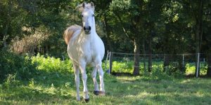 Dit jaar rijdt Sinterklaas op zijn trouwe paard ‘Slecht weer vandaag’