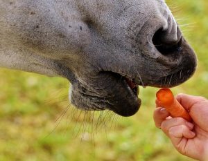 Dit jaar rijdt Sinterklaas op zijn trouwe paard ‘Slecht weer vandaag’2