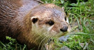 GroenRand verwelkomt de otter2