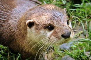 GroenRand verwelkomt de otter2