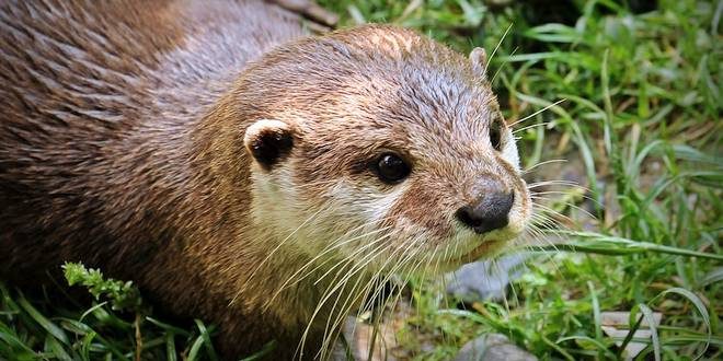 GroenRand verwelkomt de otter2