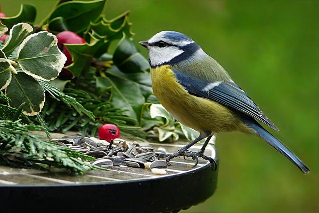 Hoe voeder je de vogels in je