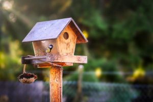 Hoe voeder je de vogels in je tuin 