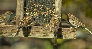 Hoe voeder je de vogels in je tuin mussen