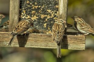 Hoe voeder je de vogels in je tuin mussen