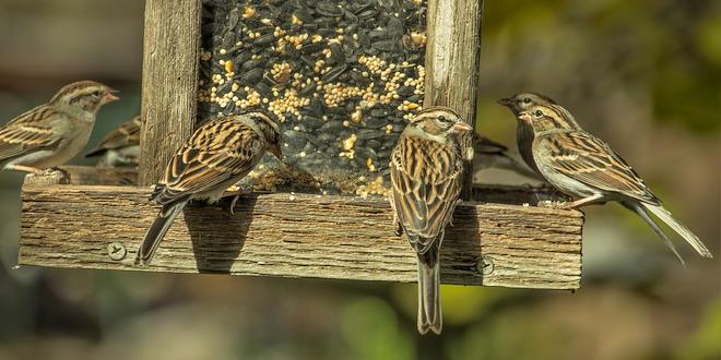 Hoe voeder je de vogels in je tuin mussen