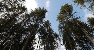 Natuurbeheer in De Uitlegger en Mastenbos