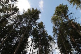 Natuurbeheer in De Uitlegger en Mastenbos