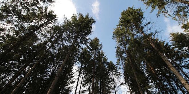 Natuurbeheer in De Uitlegger en Mastenbos