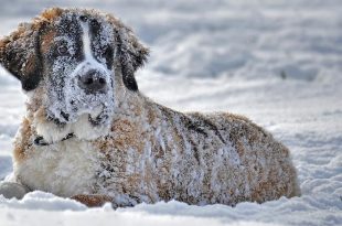 Bevriezen honden in de winter