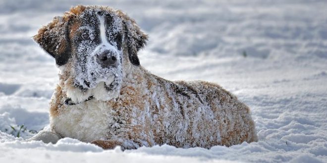 Bevriezen honden in de winter