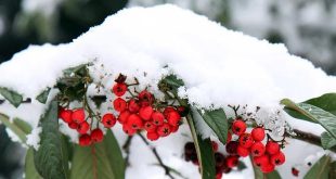 December wat moet er deze maand gebeuren in de tuin