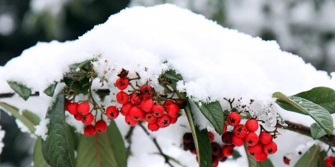 December wat moet er deze maand gebeuren in de tuin