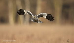 Glenn Vermeersch - Fotograaf - Blauwe Kiekendief