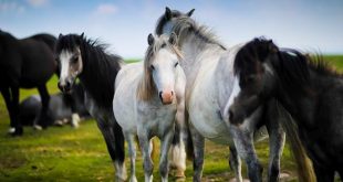 Advies dierenorganisaties Zet paarden in de kou