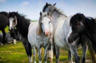 Advies dierenorganisaties Zet paarden in de kou