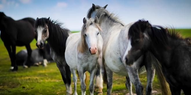 Advies dierenorganisaties Zet paarden in de kou