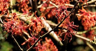 Arboretum Kalmthout - Miss Hamamelis verkiezing 2020