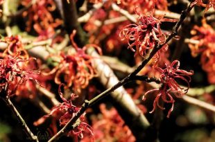 Arboretum Kalmthout - Miss Hamamelis verkiezing 2020