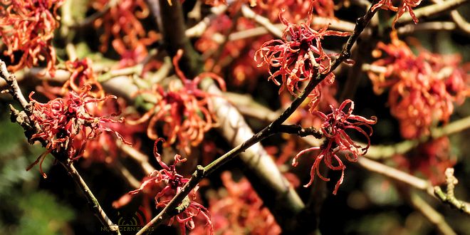 Arboretum Kalmthout - Miss Hamamelis verkiezing 2020