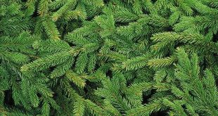 Ophaling kerstbomen