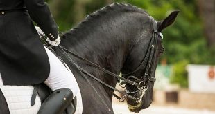 Stem nu op je favoriete Wuustwezelse sporter