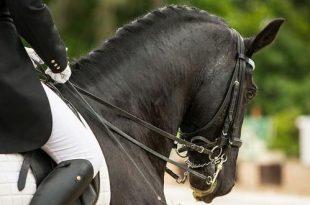 Stem nu op je favoriete Wuustwezelse sporter