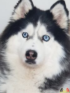 105 Symon Festen - Hobby Malamute Husky's - Noordernieuws.be 2020 - 20180922_164314