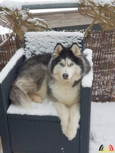 106 Symon Festen - Hobby Malamute Husky's - Noordernieuws.be 2020 - 20190122_154530