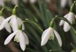 Februari wat moet er deze maand gebeuren in de tuin