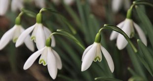 Februari wat moet er deze maand gebeuren in de tuin