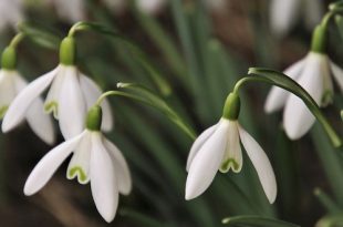 Februari wat moet er deze maand gebeuren in de tuin