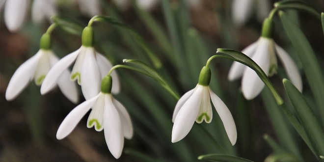 som Pef Onschuldig Februari: wat moet er deze maand gebeuren in de tuin?