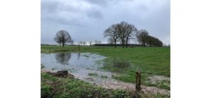 Groenrand wil op Brechtse Heide kleine landschapselementen stimuleren