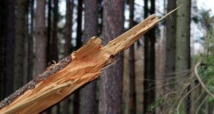 Mijn boom gaat omvallen door de storm wat nu