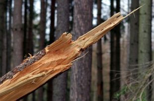 Mijn boom gaat omvallen door de storm wat nu